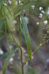 Calico aster